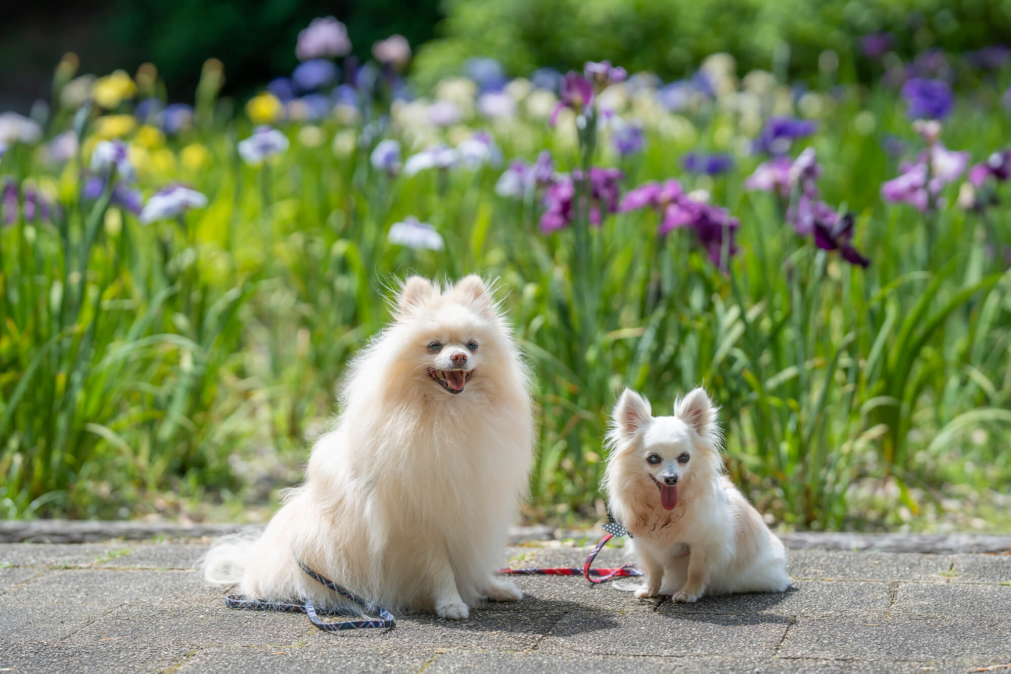 三重県にはオシャレなドッグカフェがいっぱい！愛犬と一緒に素敵な時間を満喫